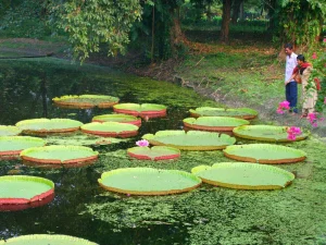 Botanical Garden - Evisa india