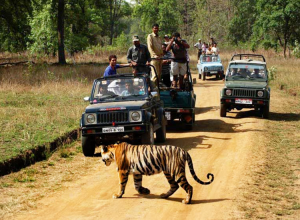 Wildlife Safaris in India